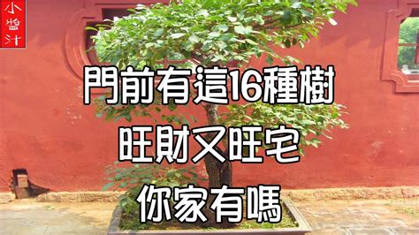 門前盆栽|【門前種什麼樹好】門前種哪3種樹最旺宅？避開6種厄運樹，財運。